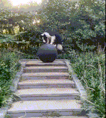 这是|搞笑GIF趣图:我裤子都脱了,你却给我看这个