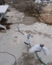 妹子|搞笑GIF:没事,正准备换车子呢!不需要你赔了!