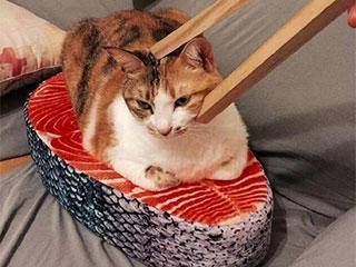 寿司|手欠的下场，这次出不来了吧