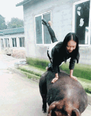 老公|搞笑GIF动图：姑娘，锻炼请在地上，不要为难这头猪！