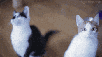 小明|开心趣图:搞笑动图宠物图片幽默段子来喽