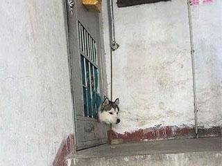 主人|「爆笑Gif动图」主人我终于把你盼回来了