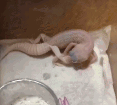 尴尬|搞笑GIF趣图:你也曾经有过夹不起菜的尴尬吗?