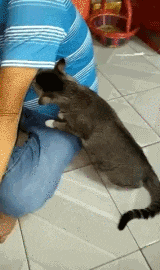 迪拜|爸妈吵架时 中间试图拉架的我如同这辆蓝车!