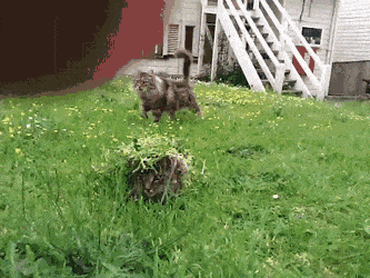 鸭子|搞笑动态趣图GIF:和喵瞄们一起狂欢。