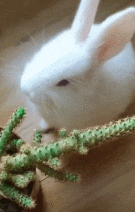 大吵大闹|搞笑GIF趣图:确认过眼神，是打不过的人快跑！