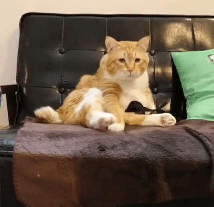 墨镜|搞笑动态图GIF：阿哦，墨镜怎么掉了。