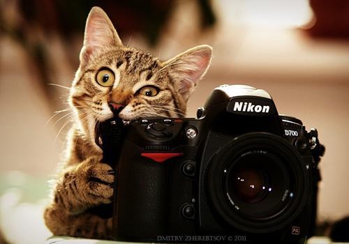 动物|搞笑动物摄影合集（七）