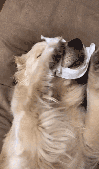 臭美|搞笑GIF：你怎么那么臭美啊！看我敷面膜，也要敷！