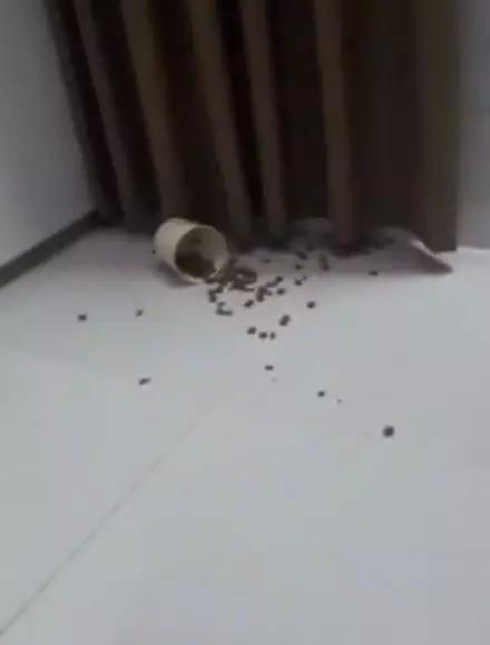 盖子|偷吃都不会,还好意思懵逼?太特么丢狗了