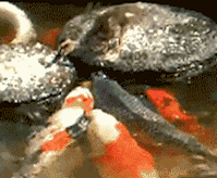 小鸟|搞笑GIF:小鸟这么可爱的吗?还知道给金鱼分享好吃的!