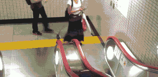 鸽子|搞笑gif: 此刻的鸽子感到很绝望！