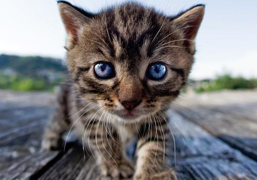 动物|搞笑动物摄影合集（七）