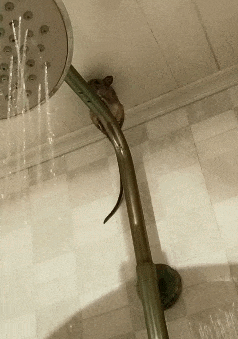 天气|GIF搞笑趣图: 天气太冷了,我只能躲在这里了