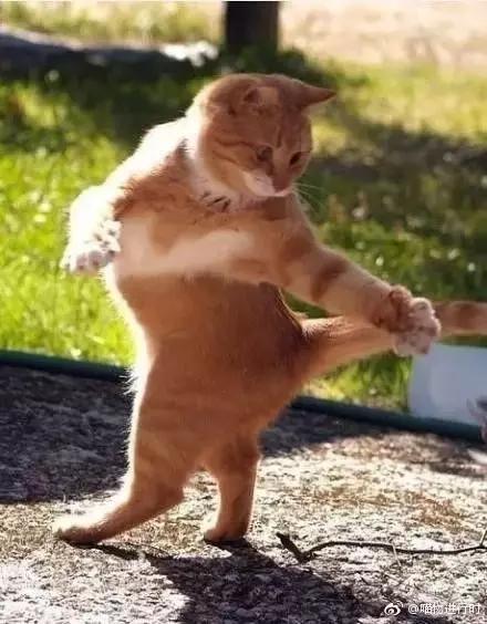 比格|养黑猫的猫奴，脚垫千万不要用黑色的，不然一不小心就会出猫命啊