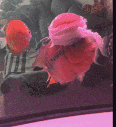 护士|搞笑动态图GIF: 这样的护士,估计病人都不敢让她注射吧