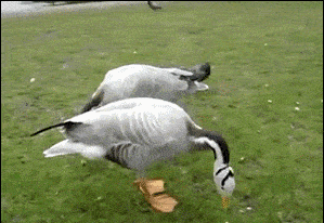 小明|搞笑GIF动图:主人,你的手机防水功能挺好的啊