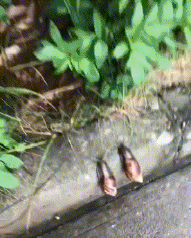 妹子|搞笑GIF趣图：大哥，你这有点太坏了，真是给妹子吓到了