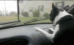 小明|开心趣图:搞笑动图宠物图片幽默段子来喽