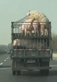 妹子|搞笑GIF趣图：妹子，你的闺蜜可能累了，还是让我来吧！