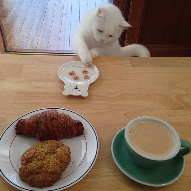 是在|一只喜欢凡是都先吃一口的喵 猫:我不是先吃,我是在帮你验毒