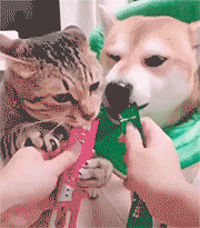 样子|GIF搞笑趣图：两个都嫌弃的样子，其实想让你们换换吃的！