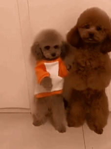 绿帽子|搞笑gif:这几个意思?给我带个绿帽子?