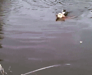 再不|搞笑GIF: 我再不减肥,主人就该拿我下菜了