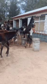 老子|搞笑GIF:黑猩猩:这饲养员连脸都不给老子洗,让老子怎么见人啊