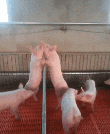 女朋友|惹女朋友不高兴会怎样? 下场太惨了！