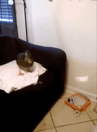 表哥|搞笑GIF趣图：妹子，都这么大人了，还这么怕打针