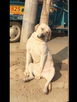 半夜三更|搞笑GIF：麻，已经十分钟了，可以吃了嘛？