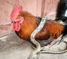 这是|搞笑GIF：这是一只不一般的公鸡，镇定自若