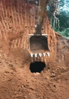 胆子|搞笑GIF：喂，大老虎，你这样撒娇好吗，作为王的尊严呢