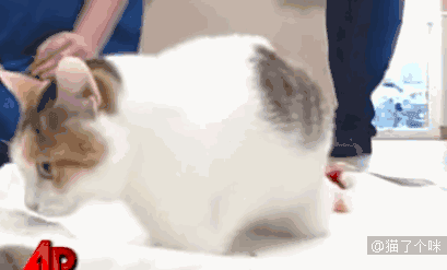 直言|女主人,把你玩具收好行不行啊啊啊