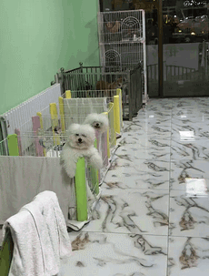 大隐|永远猜不到下一秒二哈会做出什么事