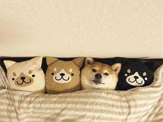 救生衣|搞笑GIF: 说好的一辈子呢,跳个水你就把我抛弃了!