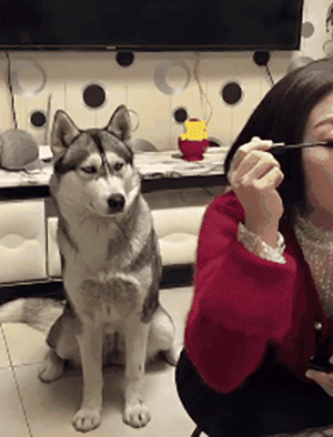 鸭子|搞笑动态趣图GIF:和喵瞄们一起狂欢。