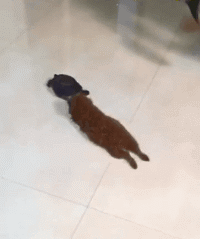 低头|搞笑GIF:这样居然都阻止不了低头族