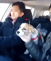 公愤|二师兄,你可以不用去西天取经了