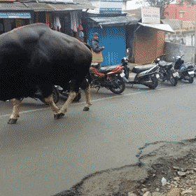 这是|搞笑GIF趣图: 这是什么牛,感觉长得怪怪的