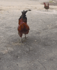 挖掘机|搞笑Gif动图：牛魔王大战挖掘机