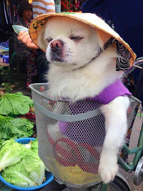 大隐|永远猜不到下一秒二哈会做出什么事