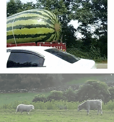 老婆|娶了这样的老婆真幸福啊