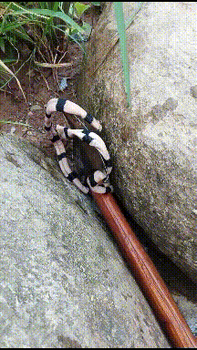 公公|搞笑GIF动图:看着新娘和旁边的大哥,觉得大哥更骚一等