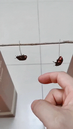 妹子|搞笑GIF趣图:家里没有电视机,只能用手机凑合着看了