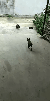 主子|搞笑GIF:这个穿黑衣的妹子,这资本也有点雄厚呀