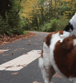 电梯|搞笑GIF：这是黄瓜出了轨，还石榴变了心？