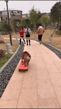 气人|搞笑GIF趣图:会滑板也就算了，还会拐弯，你说气人不？