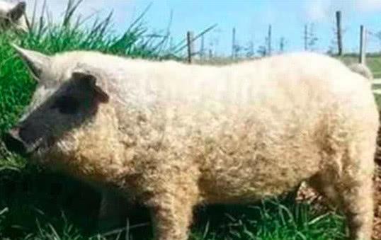 妹子|公司刚招聘的妹子，一下子成为了办公室所有的焦点